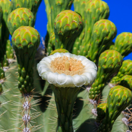 Kaktus svícnovitý - Saguaro - Carnegiea gigantea - prodej semen - 5 ks