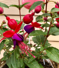 Fuchsie bolívijská - Fuchsia boliviana - prodej semen - 15 ks