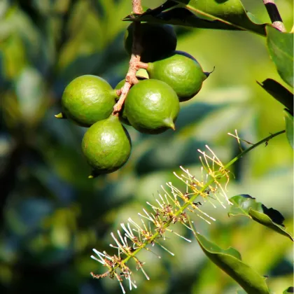 Makadámie - Macademia integrifolia - prodej semen - 2 ks