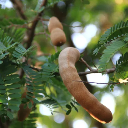 Tamarind indický - Tamarindus indica - prodej semen - 5 ks