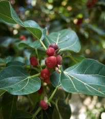 Fíkovník indický - Ficus benghalensis - prodej semen - 5 ks