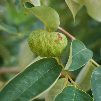 Anona čerimoja - Anona cherimoia - prodej semen - 5 ks