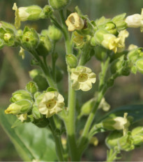 Tabák selský - Machorka - Nicotiana rustica - prodej semen - 200 ks