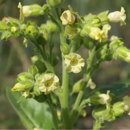 Tabák selský - Machorka - Nicotiana rustica - prodej semen - 200 ks