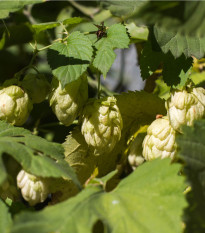 Chmel otáčivý - Humulus lupulus - prodej semen - 8 ks