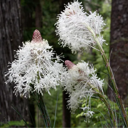 Medvědí tráva - Xerophyllum tenax - prodej semen - 15 ks