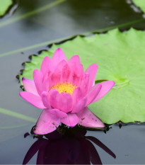 Leknín růžový - Nymphaea capensis - prodej semen - 6 ks