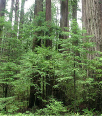 Sekvoj vždyzelená - Sequoia sempervirens - prodej semen - 3 ks