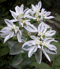 Pryšec vroubený - Euphorbia marginata - prodej semen - 20 ks