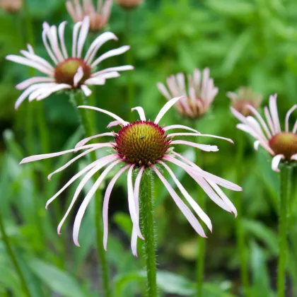 Třapatkovka bledá - Echinacea pallida - prodej semen - 15 ks