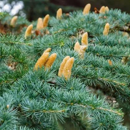 Cedr libanonský - Cedrus libani - prodej semen - 6 ks