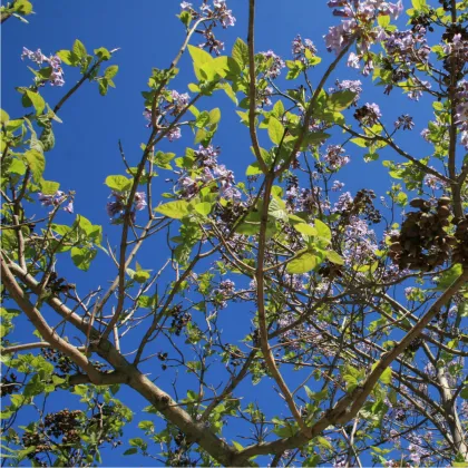 Paulovnie protáhlá - Paulownia elongata - prodej semen - 15 ks