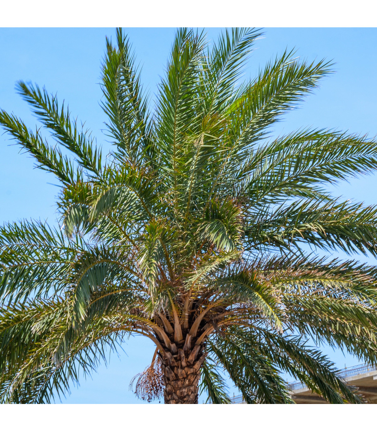 Palma konopná - Žumara ztepilá - Trachycarpus fortunei - prodej semen - 2 ks