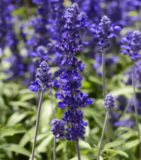 Šalvěj hajní Blue Queen - Salvia nemorosa - prodej semen - 20 ks