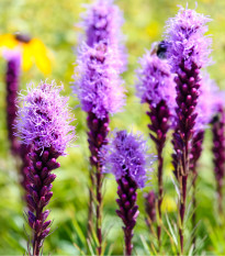 Šuškarda klasnatá fialová Floristan Violet - Liatris spicata - prodej semen - 20 ks