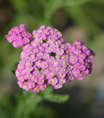 Řebříček obecný Cerise Queen - Achillea millefolium - prodej semen - 500 ks