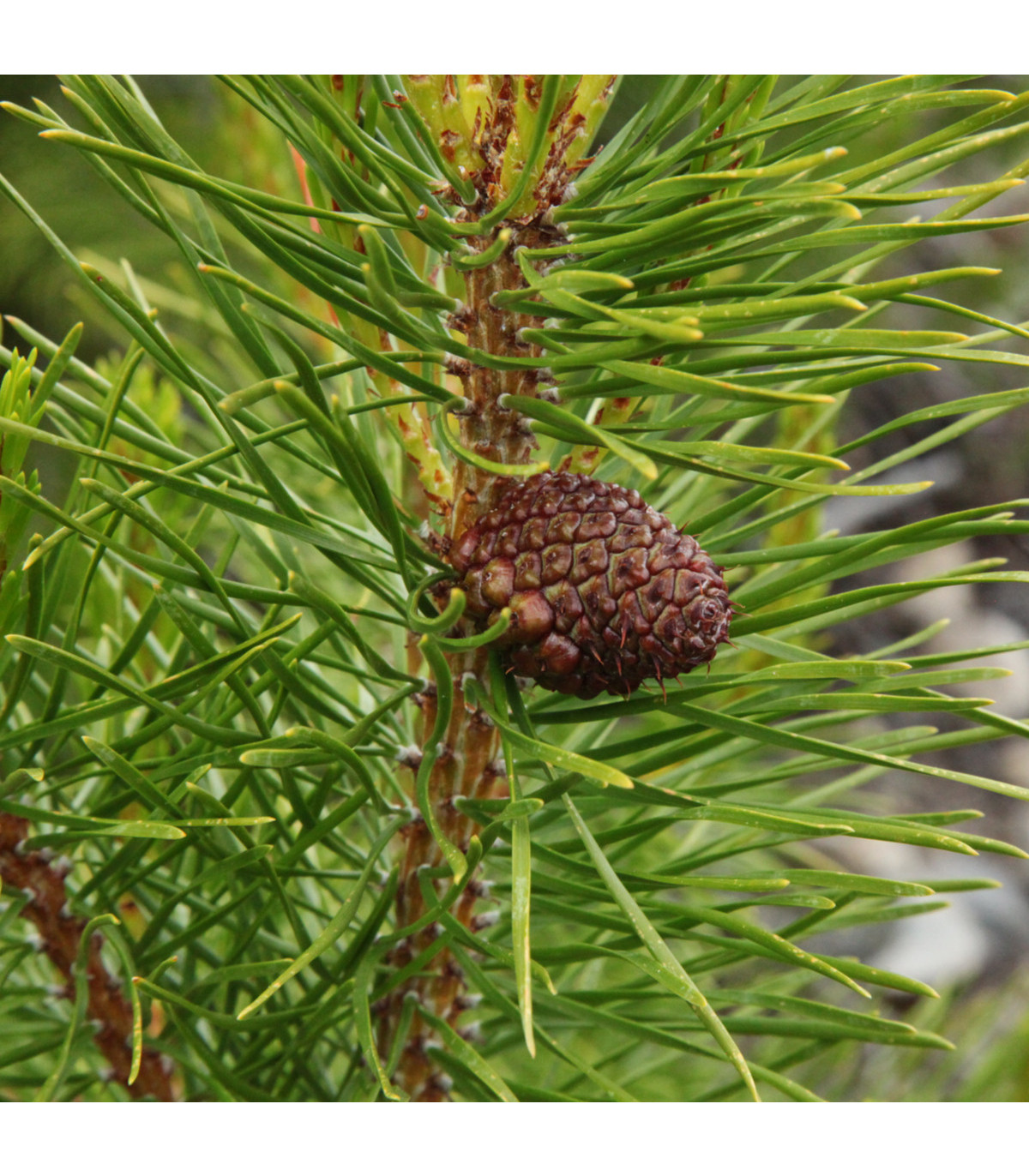 Borovice pokroucená- Pinus contorta- semena borovice- 7 ks-