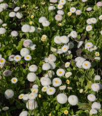 Sedmikráska pomponková bílá - Bellis perennis - prodej semen - 0,1 g