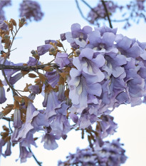 Paulovnie - Čínský císařský strom - Paulownia tomentosa - prodej semen - 15 ks