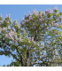 Paulovnie - Čínský císařský strom - Paulownia tomentosa - prodej semen - 15 ks