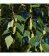 Bříza bělokorá - Betula pendula - prodej semen - 15 ks