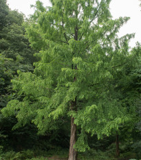 Metasekvoj čínská - Metasequoia glyptostroboides - prodej semen - 10 ks