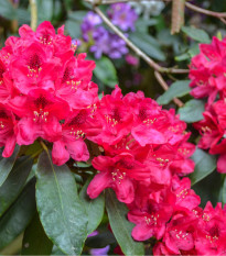 Rododendron - Rhododendron arboreum - prodej semen - 50 ks