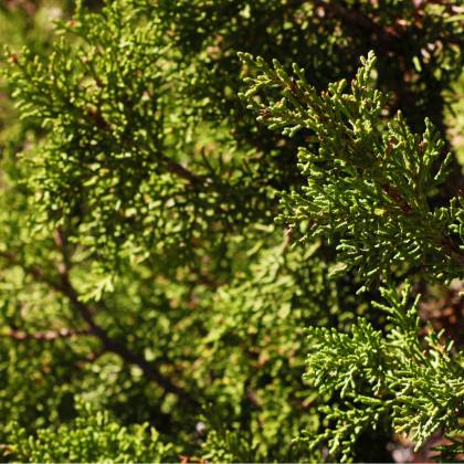 Sekvojovec obrovský - Sequoiadendron giganteum - prodej semen - 5 ks