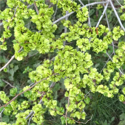 Turkestánský brest - Ulmus pumila - prodej semen - 10 ks