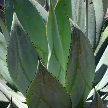 Agáve marmorata - Agave marmorata - prodej semen - 10 ks