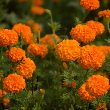 Aksamitník vysoký směs - Tagetes erecta - prodej semen - 0,3 g