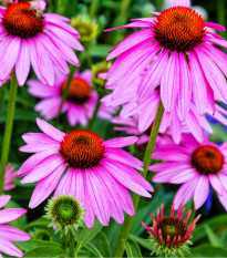 Třapatkovka nachová Purpur - Echinacea purpurea - prodej semen - 15 ks