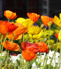 Mák vlčí směs barev - Papaver rhoeas - prodej semen - 200 ks