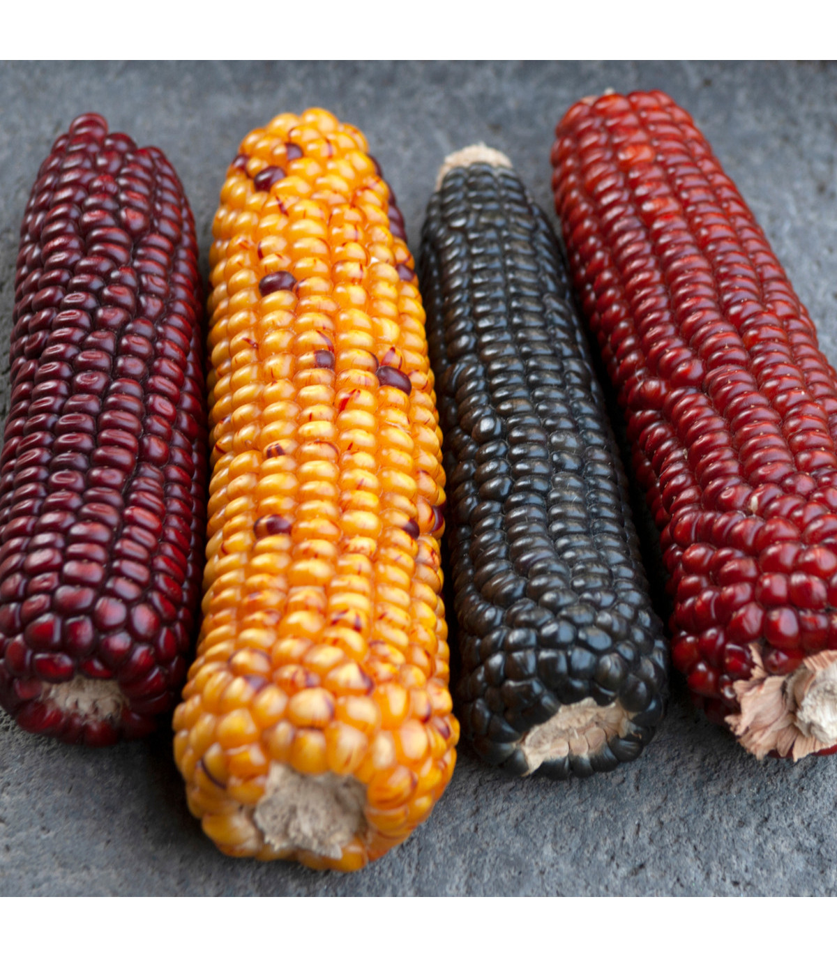 Kukuřice Amero okrasná - Zea mays - prodej semen - 15 ks