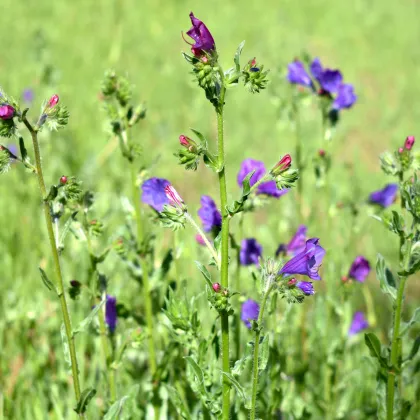 Hadinec jitrocelovitý - Echium plantagineum - prodej semen - 100 ks