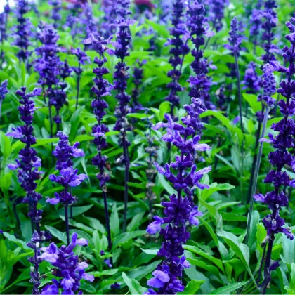 Šalvěj pomoučená modrá - Salvia farinacea - prodej semen - 60 ks