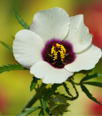 Ibišek trojdílný - Hibiscus trionum - prodej semen - 5 ks