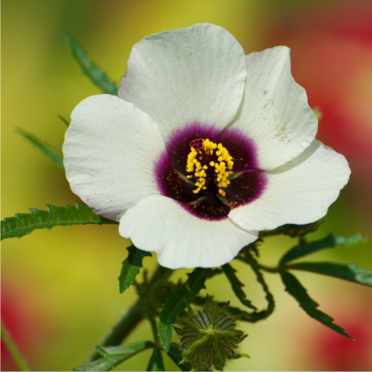Ibišek trojdílný - Hibiscus trionum - prodej semen - 5 ks