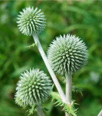 Bělotrn kulatohlavý - Echinops sphaerocephalus - prodej semen - 6 ks