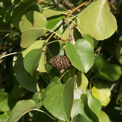 Olše lepkavá - Alnus glutinosa - prodej semen - 8 ks