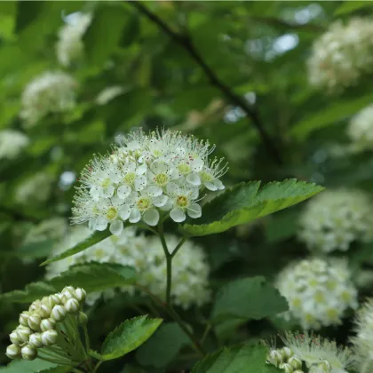 Tavola kalinolistá - Physocarpus opulifolius - prodej semen - 8 ks