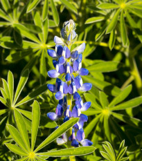 Lupina úzkolistá modrá - Lupinus angustifolia - prodej semen - 20 ks