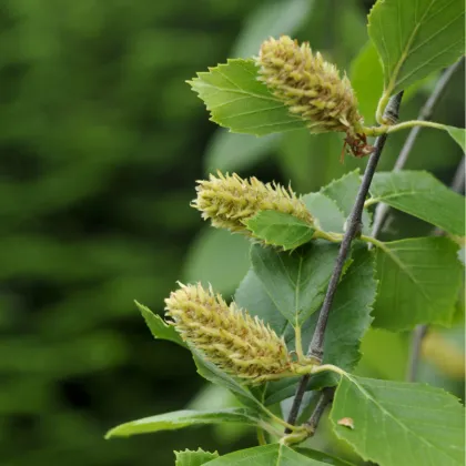 Bříza černá - Betula nigra - prodej semen -15 ks