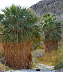 Palma Washingtonie vláknitá - Washingtonia filifiera - prodej semen - 3 ks