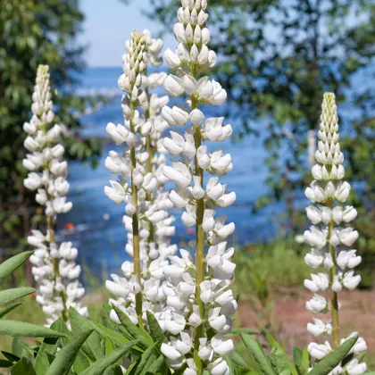 Vlčí bob bílý - Lupinus albus - prodej semen - 5 ks