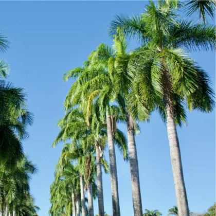 Palma královská kubánská - Roystonea regia - prodej semen - 3 ks