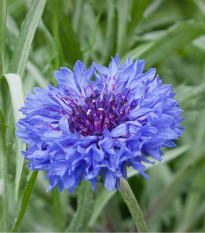 Chrpa modrá - Centaurea cyanus - prodej semen - 30 ks