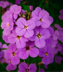 Večernice vonná dvouletka - Hesperis matronalis - prodej semen - 100 ks