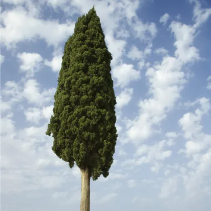 Cypřiš pravý - Cupressus sempervirens - prodej semen - 7 ks