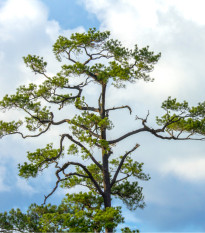 Borovice čínská - Pinus tabuliformis - prodej semen - 7 ks